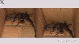 Colombian woman receives lizard in Amazon box (Image source: @sofiaserrano97/X)