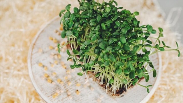 methi sprouts