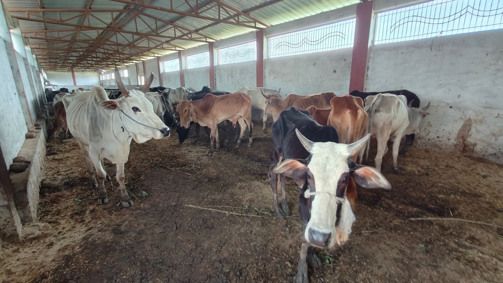 The MP government has started clamping down on cow slaughter by introducing stricter provisions in the law. Anand Mohan J 