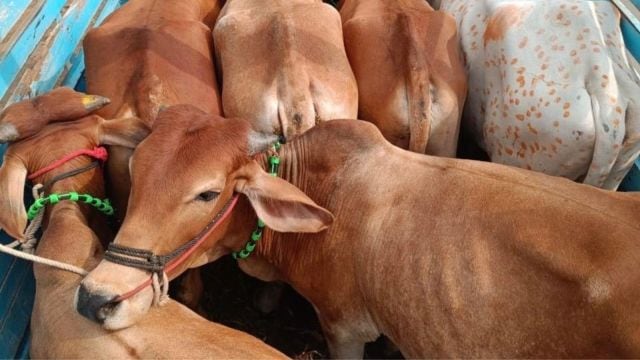 At Barghat police station, where former cattle smuggling convicts are asked not to ever return to illegal activities. Anand Mohan J