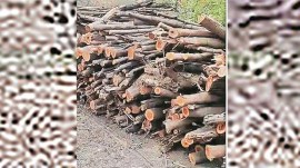 greater Noida factory, greater Noida factory, greater Noida factory compound, delhi tree citting, tree cutting, Greater Noida factory, forest department, District Forest Officer, DFO Pramod Srivastav, Indian express news