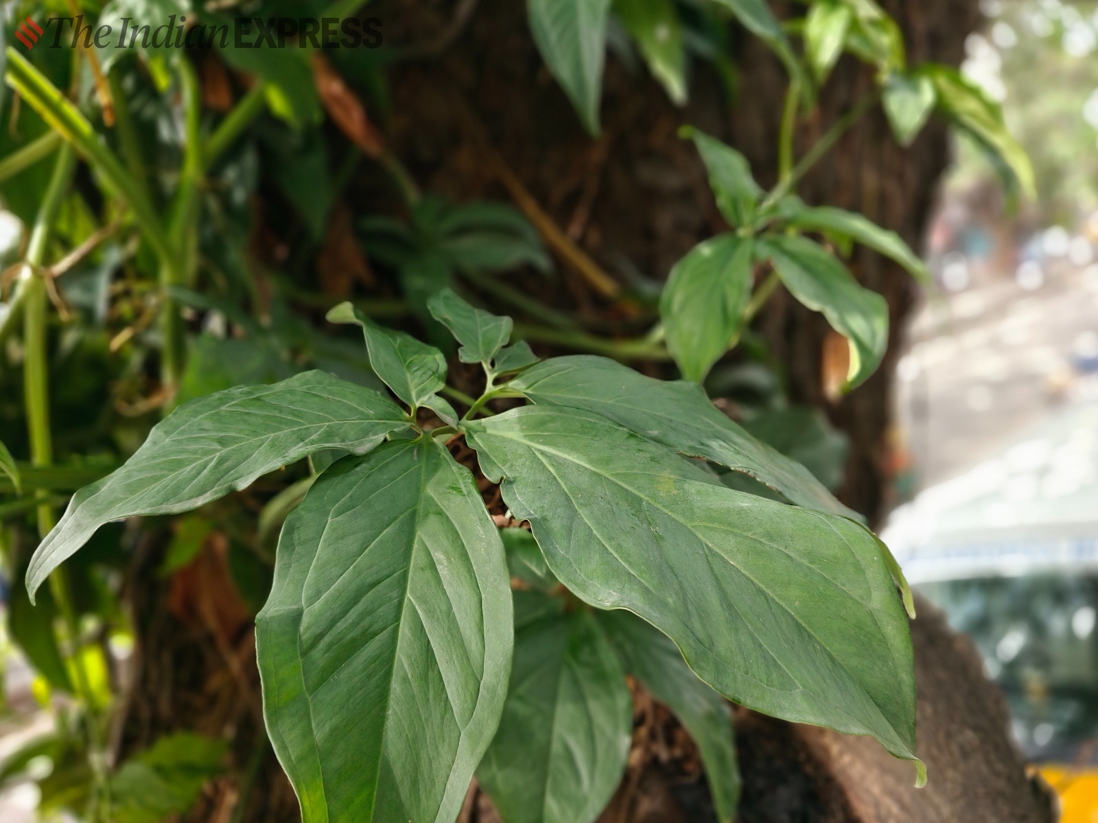 OnePlus Nord 4 camera sample