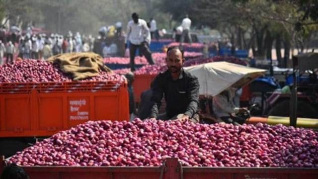 The Onion crop is harvested in three seasons: rabi in March-May; kharif in September-November and late kharif in January-February.