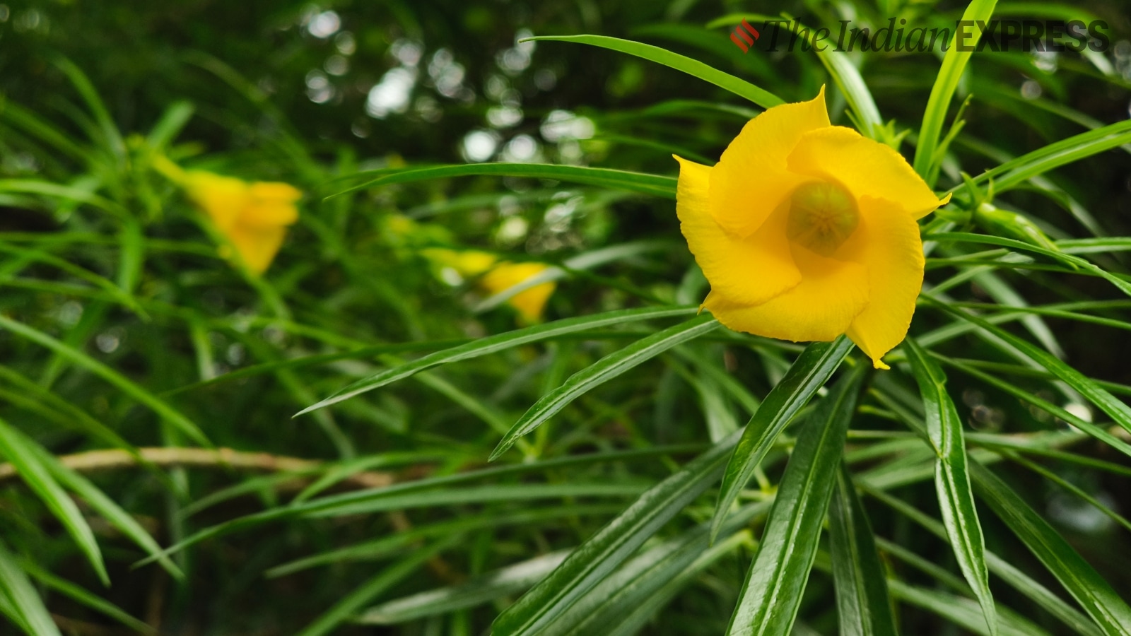 Oppo Reno 12 Pro camera sample