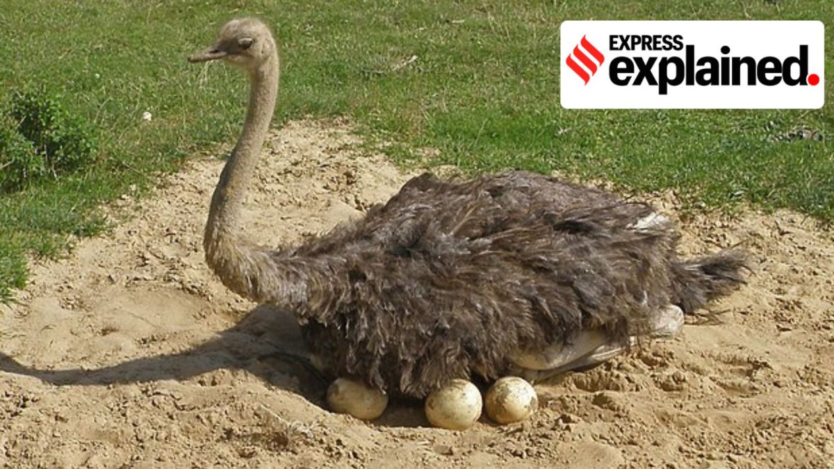 An ostrich sitting on its nest of eggs