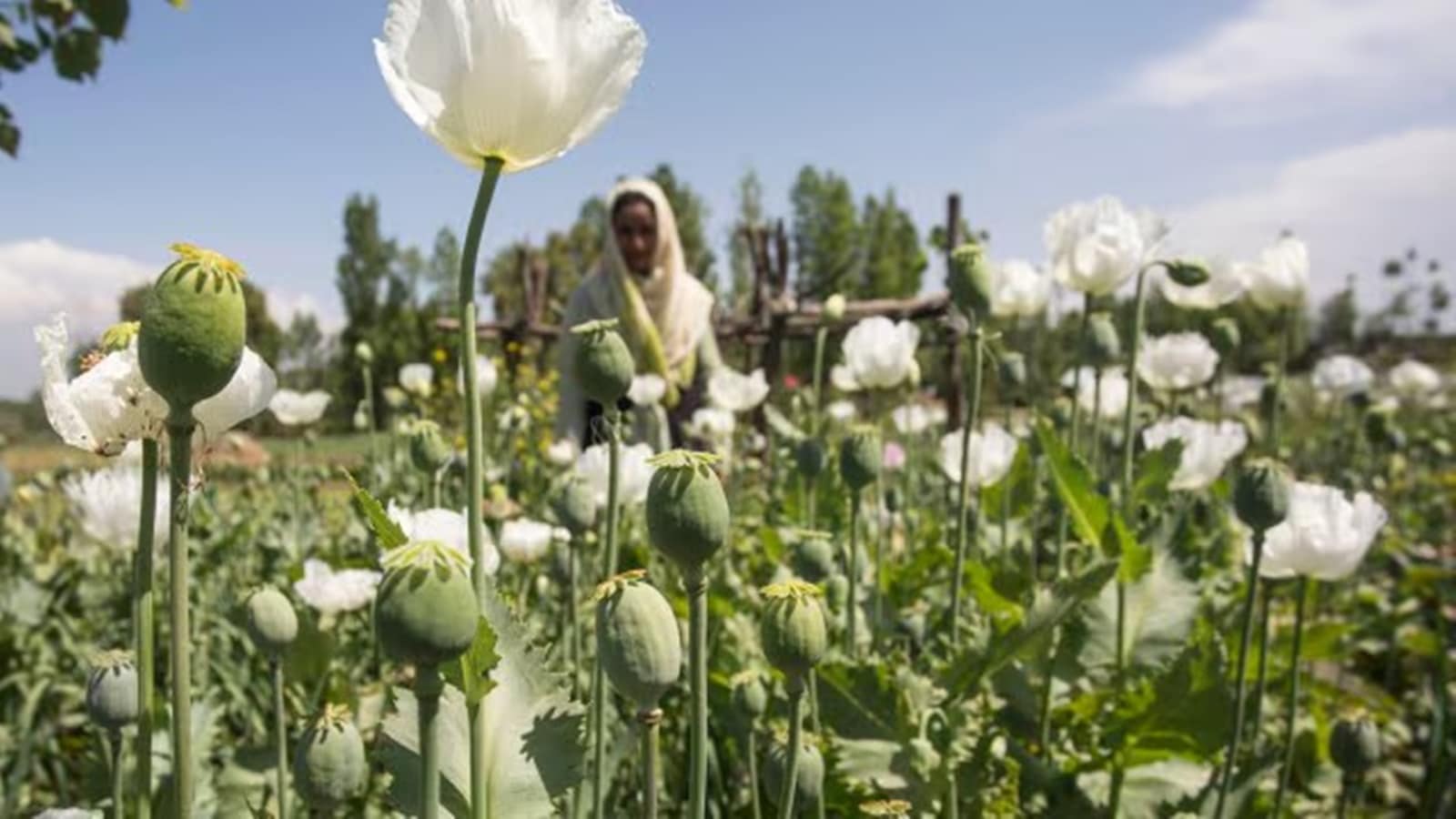 Poppy cultivation has decreased in Manipur over past 4 years, says ...