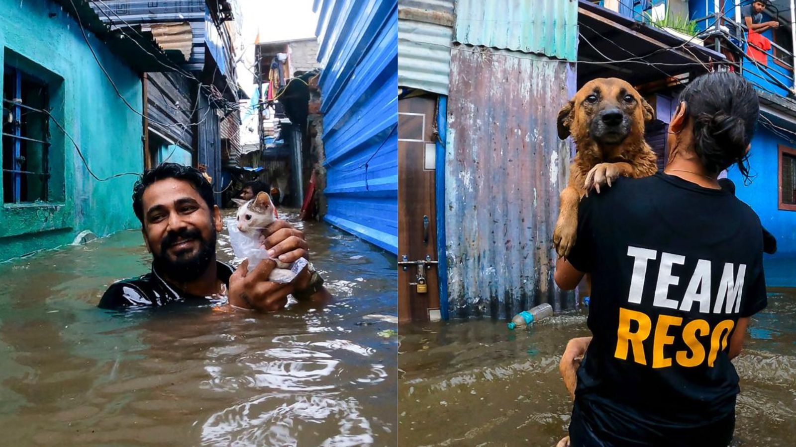 Pune NGO workers brave flooded streets, save stranded animals | Pune ...