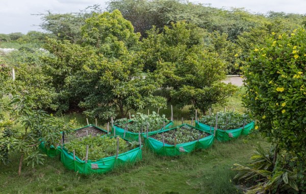 Pune sustainable farming 