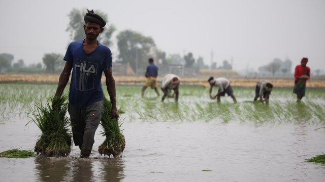 Paddy sowing in full swing in Ludhiana
