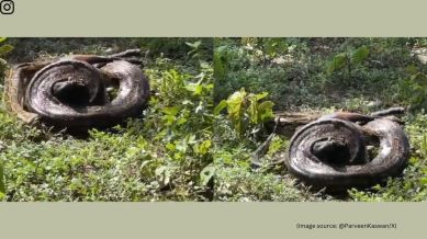 The video was shared by an IFS officer Parveen Kaswan on X