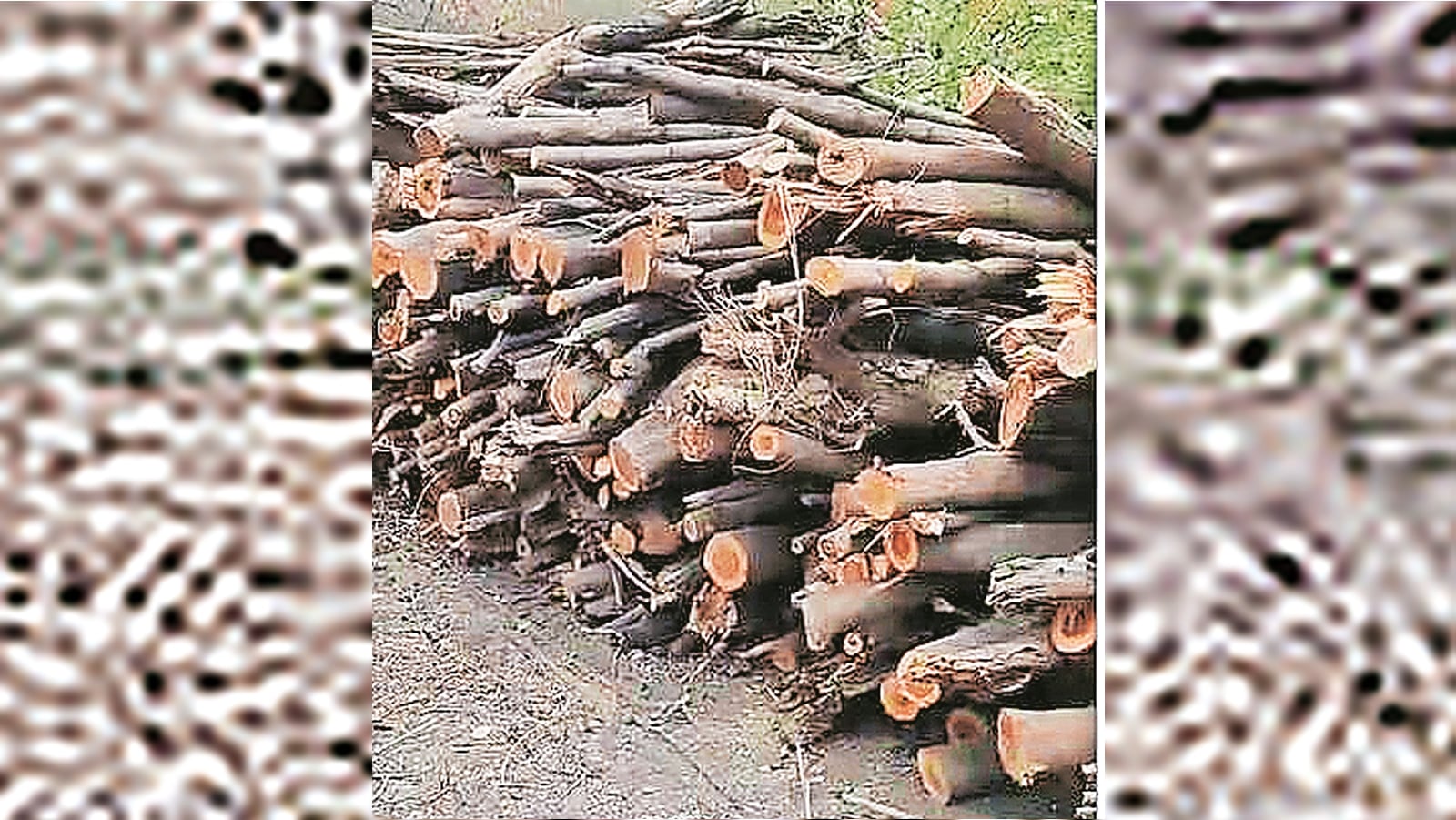 Real estate giant lands in trouble after 1,000 trees cut at closed Greater Noida factory