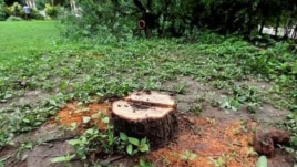 Police said the accused persons barged into CME premises for stealing sandalwood.