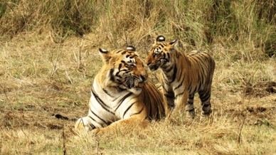 tiger, Rajasthan, National Park