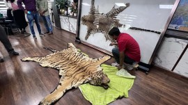 tiger skin smuggling ring