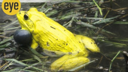 Frogs taught us the breaststroke and we copied their webbed hind leg design for our swimming flippers (Credit: Ranjit Lal)