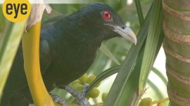 1_6e5da4 As the summer gives way to warm humid weather, koels get increasingly hysterical. (Credit: Ranjit Lal)