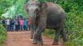 In West Bengal, an elephant death brings ‘hula parties’ under the scanner