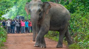 Elephants in the jungles of southern West Bengal. (Photo credit: sourced)