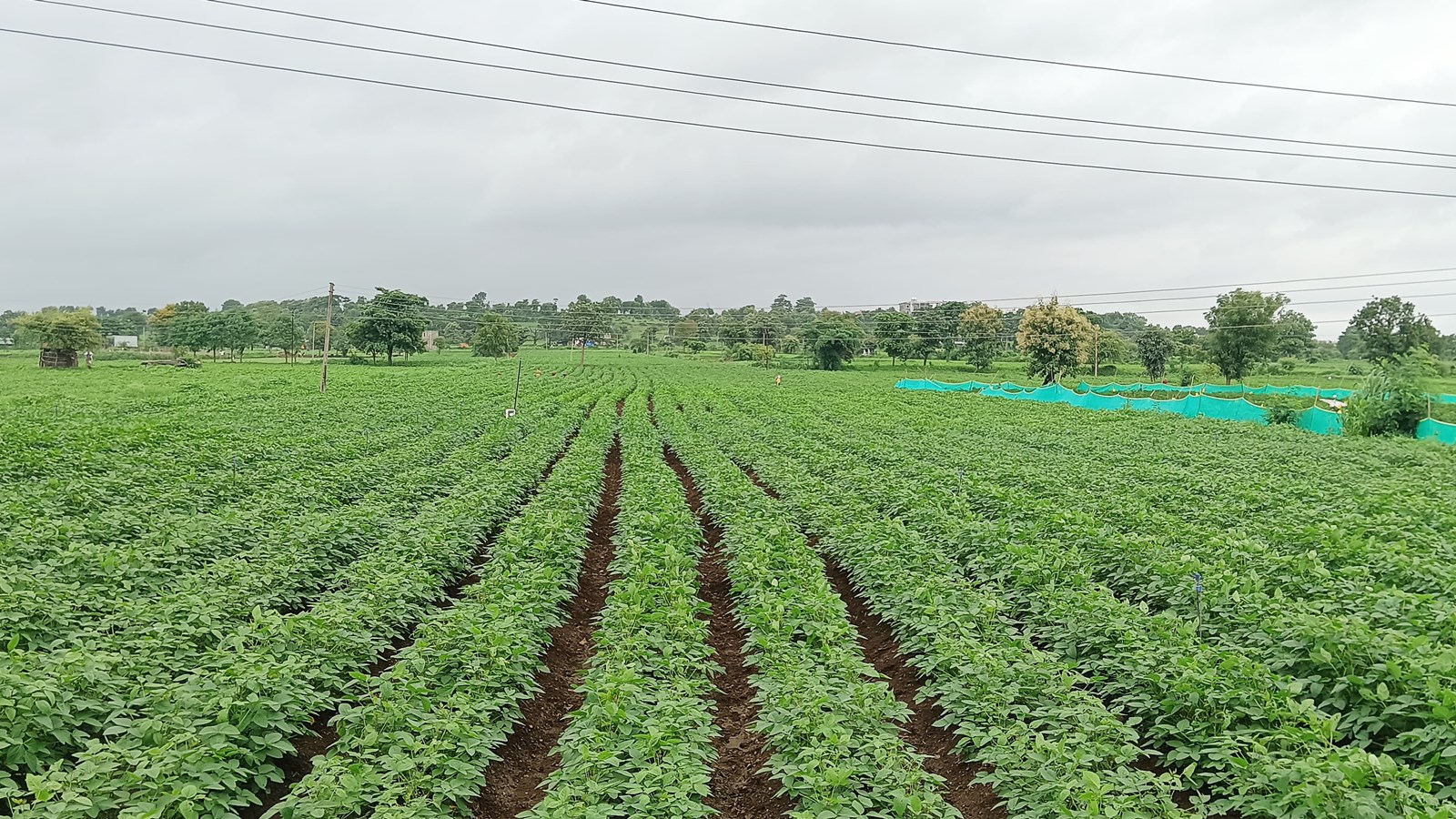 Maharashtra Marathwada Vidarbha farming
