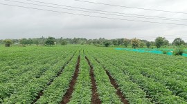 Maharashtra Marathwada Vidarbha farming