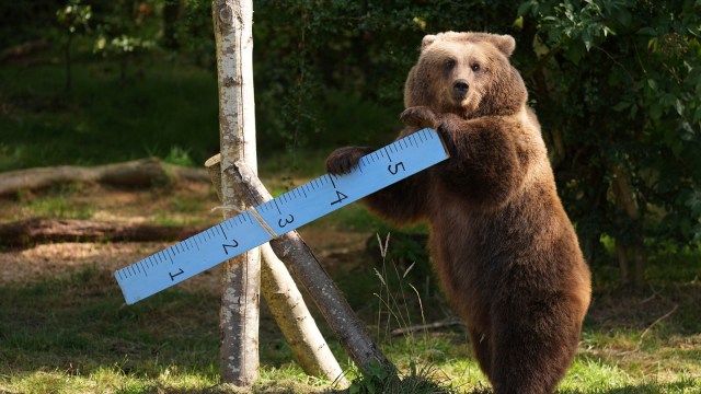 Sweden Brown bear