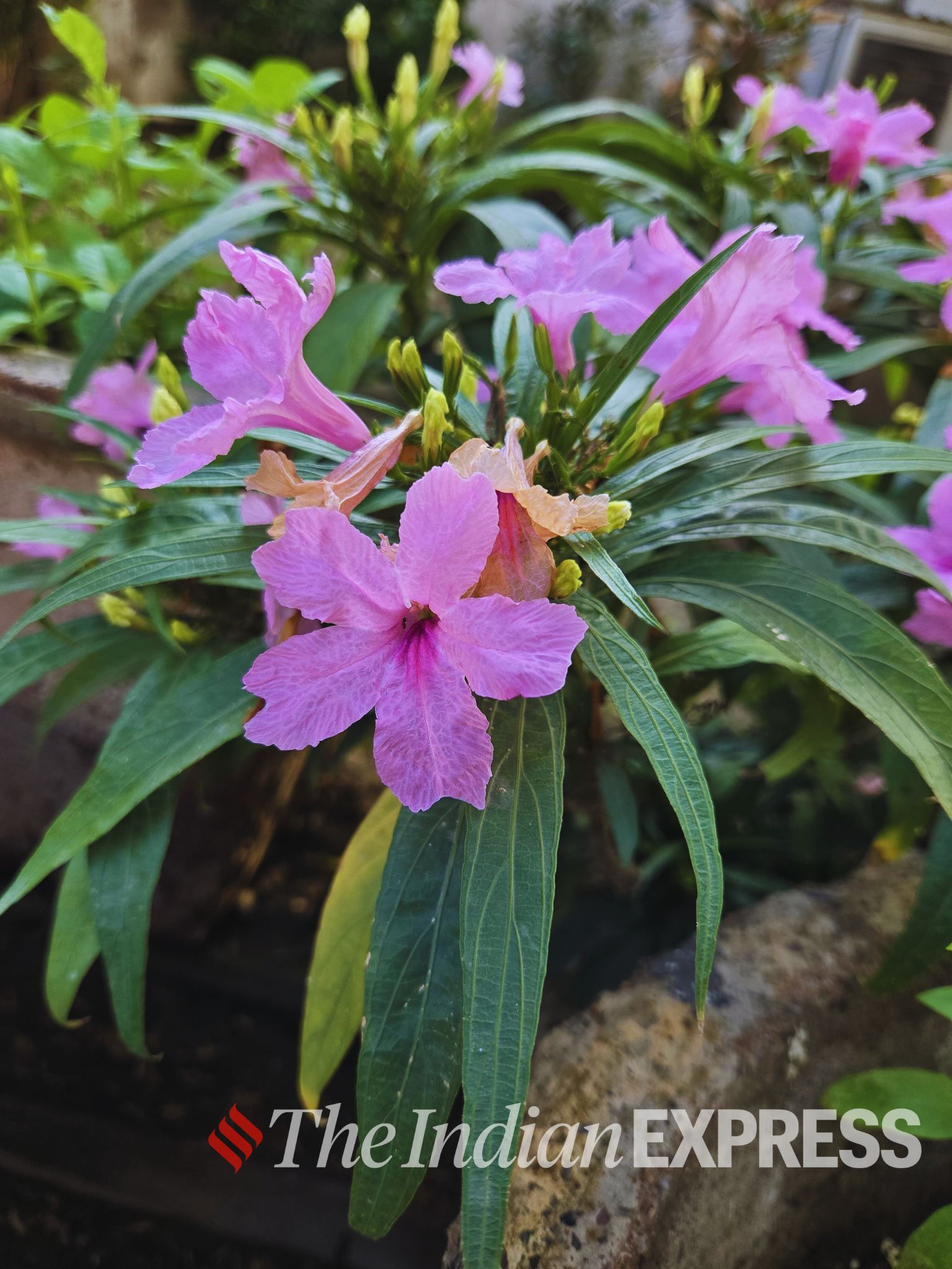 Samsung Galaxy Z Flip 6 Photography
