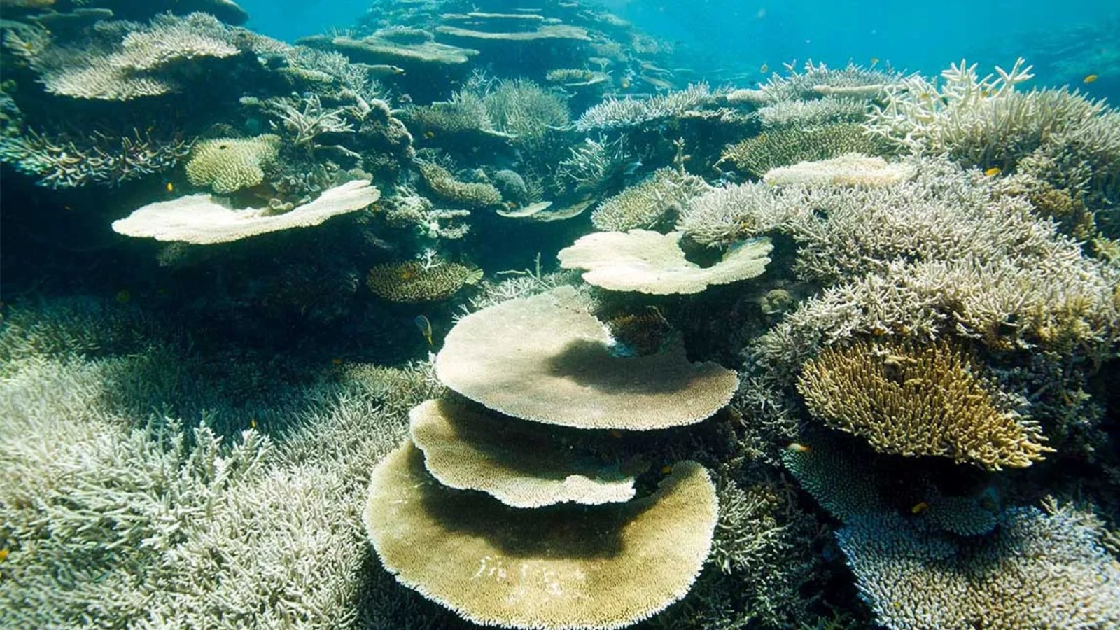 Across the world, reefs are key to seafood production and tourism.