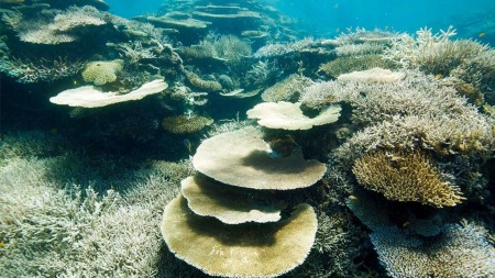 Across the world, reefs are key to seafood production and tourism.