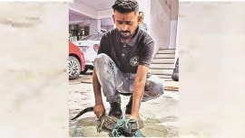 Gujarat crocodiles rescued, Gujarat forest wildlife volunteers, Gujarat forests, Vadodara crocodiles, Vishwamitri river, Gujarat crocodile news, Indian express news