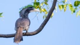 Indian Grey Hornbills, Indian grey Hornbill breed, Gujarat’s Gir forest, Gujarat CM Bhupendra Patel, reintroduction of Indian Grey Hornbills, Gujarat forest department, Indian express news