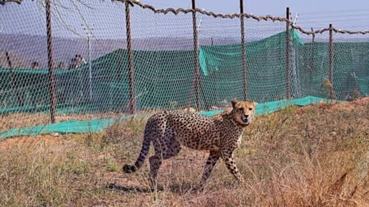 Another African expert said the cheetahs are fit enough for the wild if they have been hunting for themselves in enclosures and have not been provided with supplementary feeding.