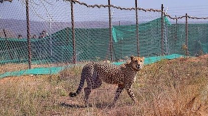 Cheetahs set to roam free again in Kuno after year-long enclosure stay |  India News - The Indian Express