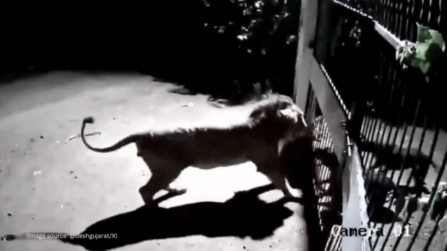 Two dogs and lions engage in an intense face-off in Gujarat