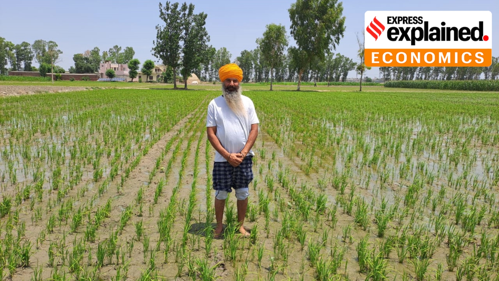 How a new tech promises to kill weeds in rice and wheat fields, remove need for stubble-burning | Explained News - The Indian Express