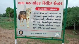 On World Wolf Day, Gujarat to get its second rewilding facility for wolves