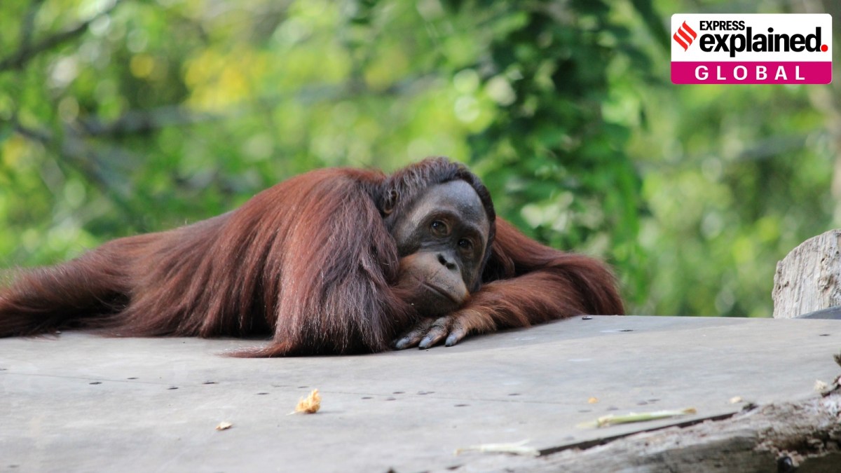 Orangutan