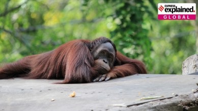 Orangutan