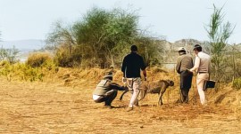 PawanChambal-4col Kuno cheetah drowning, Kuno cheetah poisoning, Cheetah Project, Kuno National Park, Kuno Palpur sanctuary, Indian express news, current affairs