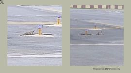 The viral video shows a snake defending itself from three mongooses (Image source: @gharkekalesh/X)