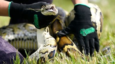 Florida snake hunt