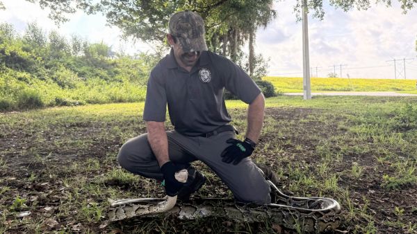 Florida snake hunt