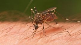 US mosquito virus