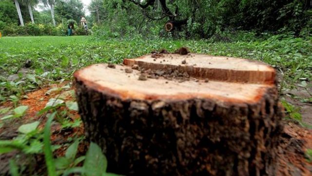sandalwood tree stolen