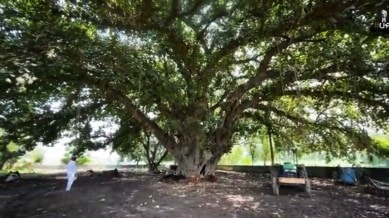 The grand old banyan tree