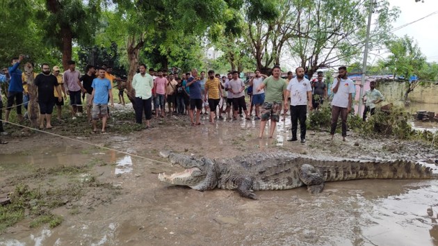 Forest department authorities and NGO volunteers rescued a 15-foot crocodile from Kamnath Nagar Narhari Hospital road in Vadodara. (Express Photo by Bhupendra Rana)