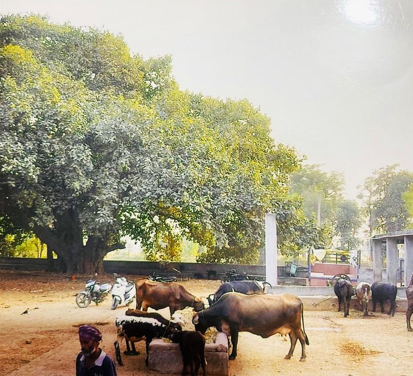 Punjab farmer’s efforts to save 250-year-old heritage tree: ‘How long can an old man can fight the govt; I can only request them to spare it’