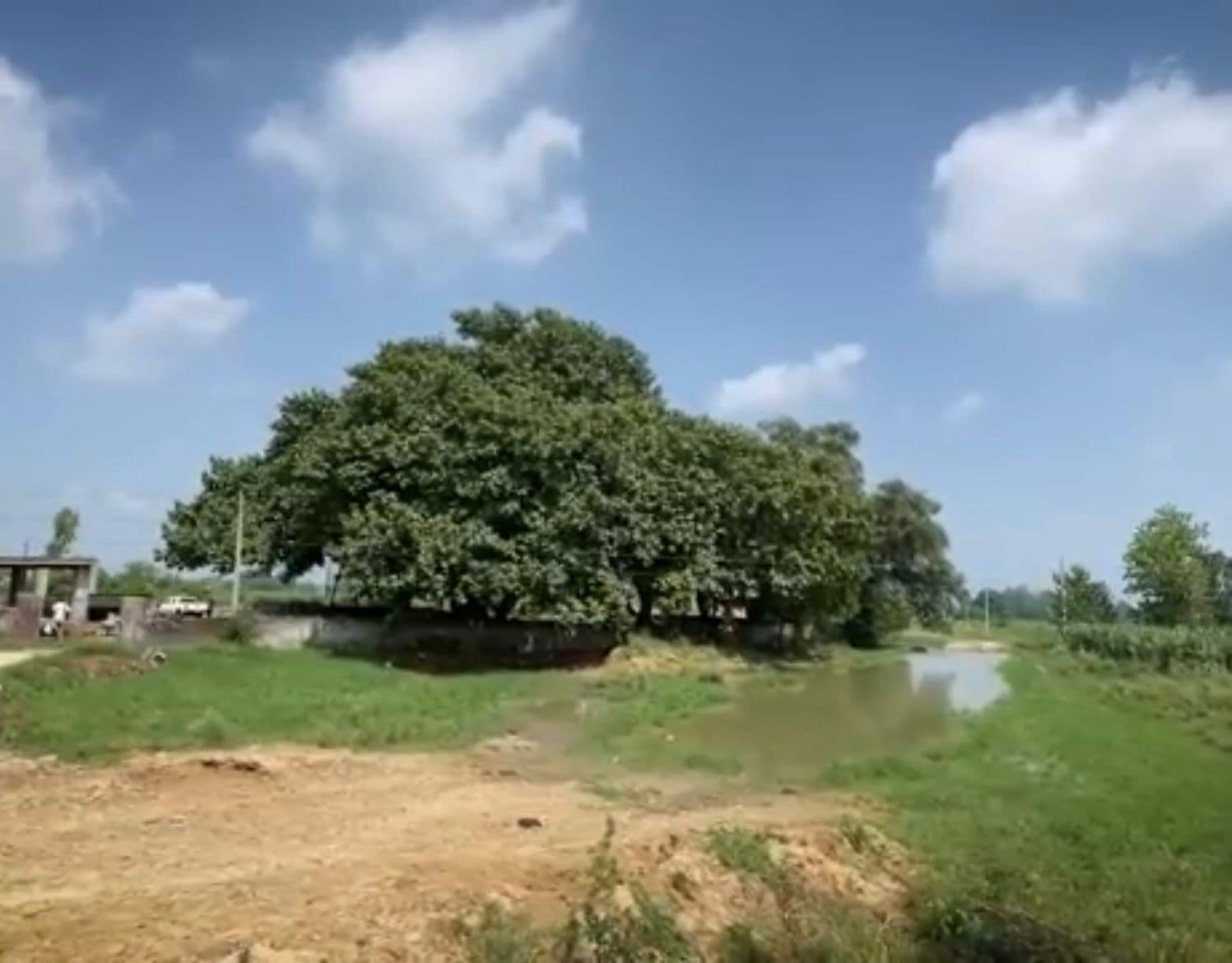 Punjab farmer’s efforts to save 250-year-old heritage tree: ‘How long can an old man can fight the govt; I can only request them to spare it’