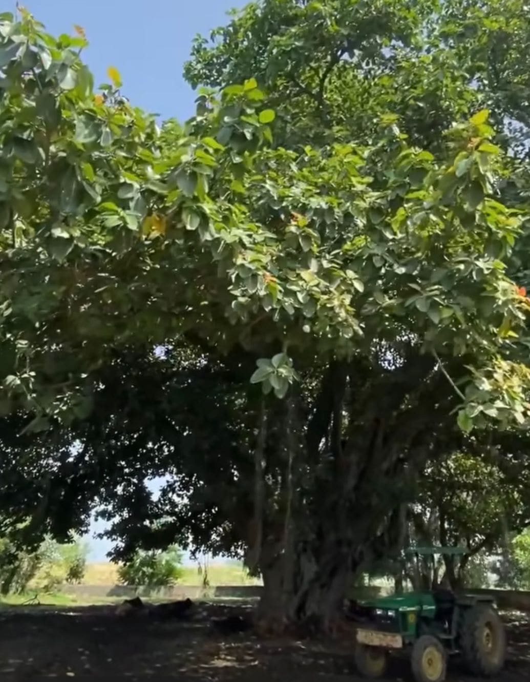 Punjab farmer’s efforts to save 250-year-old heritage tree: ‘How long can an old man can fight the govt; I can only request them to spare it’