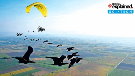 birds migration, migratory birds, conservationists, northern bald ibis, Climate challenge, Indian express explained, explained news, explained articles