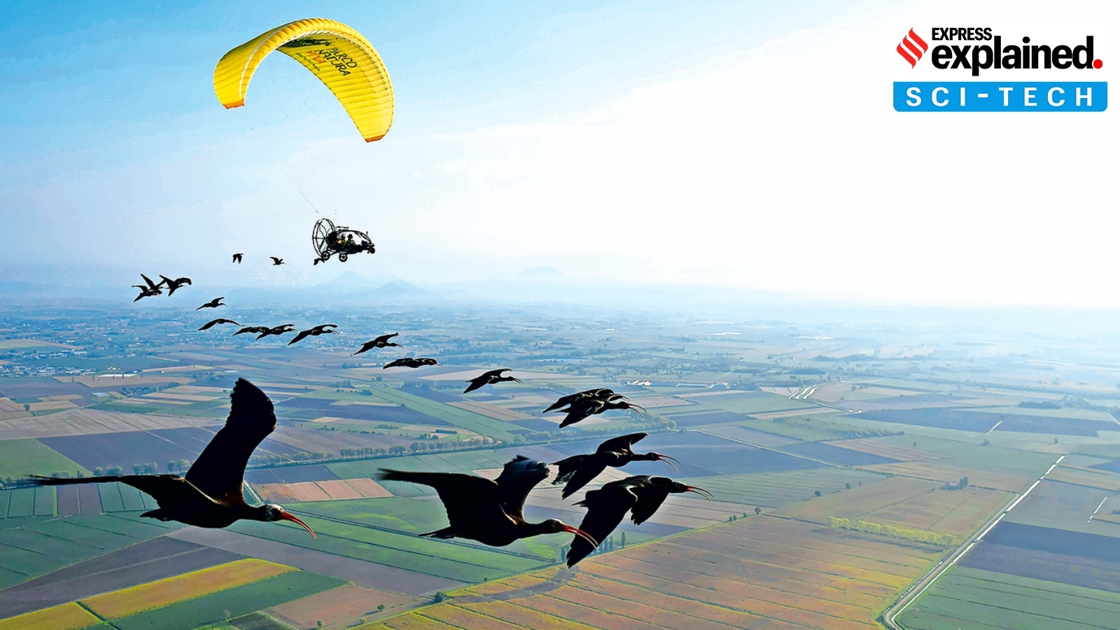 birds migration, migratory birds, conservationists, northern bald ibis, Climate challenge, Indian express explained, explained news, explained articles